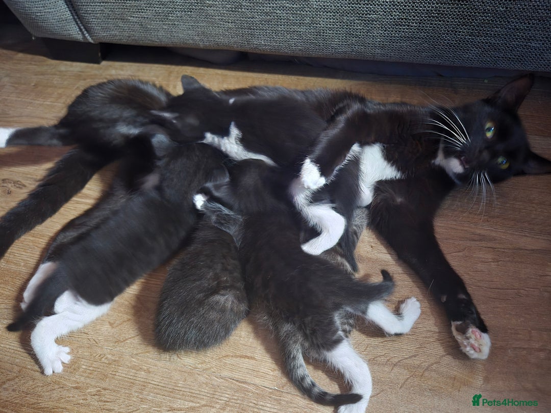 Domestic Shorthair cats for sale: Beautiful babies  - Image 9