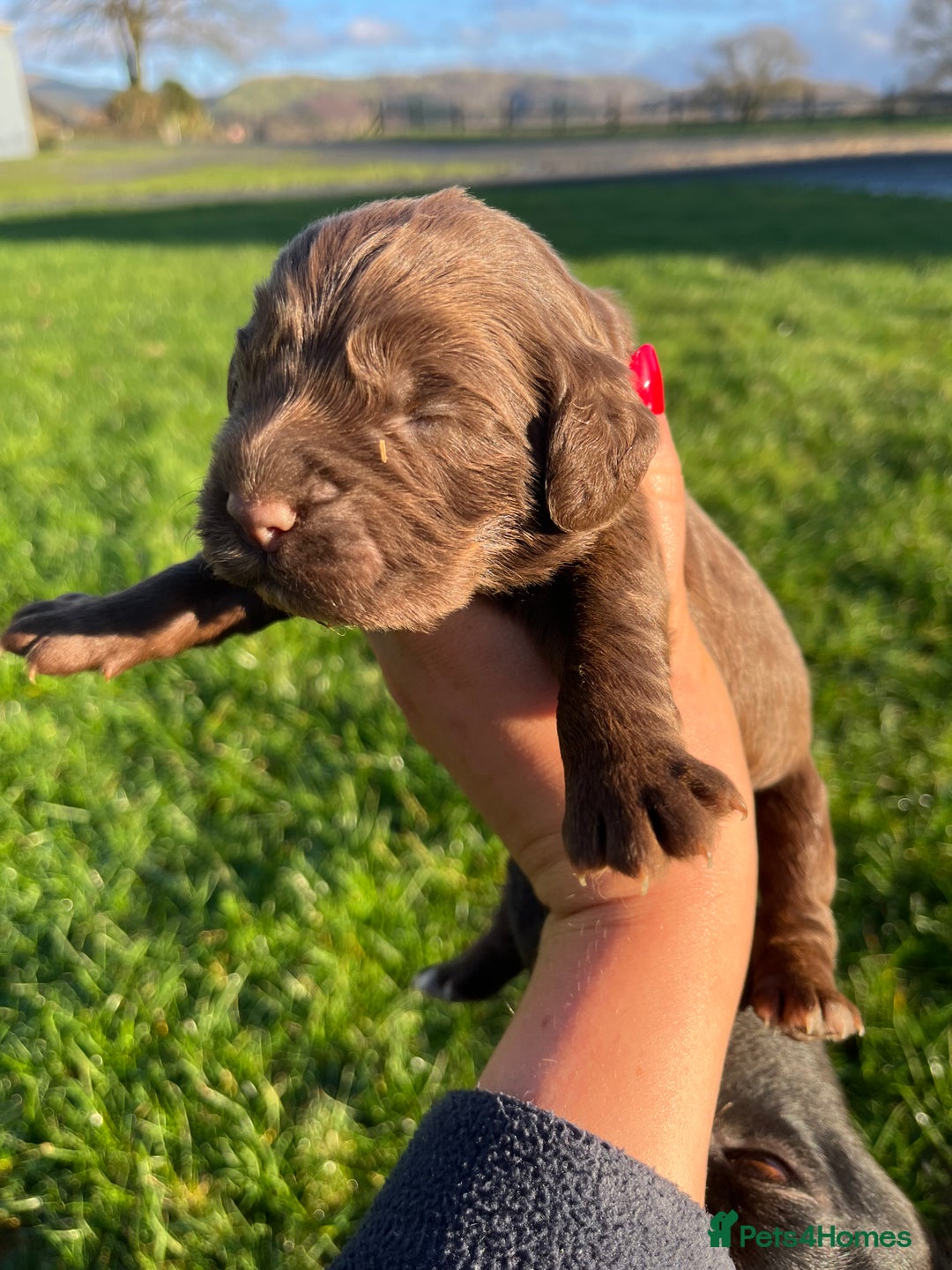 Cocker Spaniel dogs for sale: Beautiful Cockerspaniel Puppies for sale🐶 - Advert 20