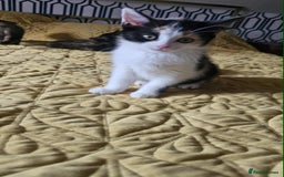British Shorthair cats for sale: PURE BSH KITTENS READY NOW! - Image 6