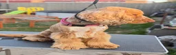 Cocker Spaniel dogs for sale: KC REG SHOW COCKER SPANIEL  - Advert 3