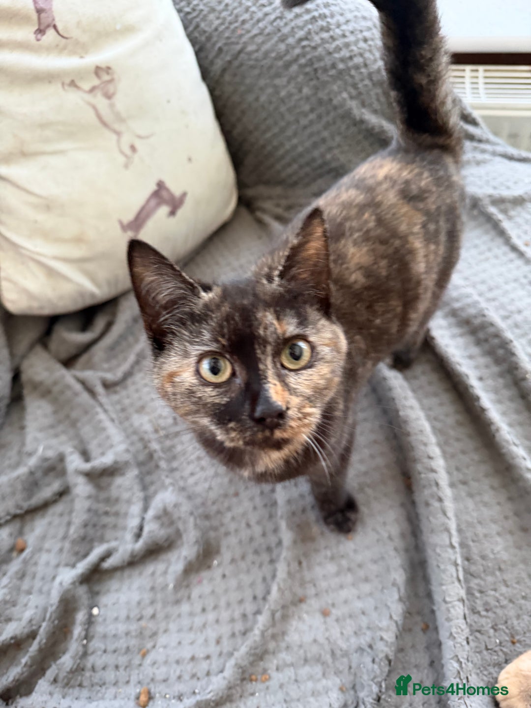 Mixed Breed cats for sale: Female Tortoiseshell Kitten - Advert 7