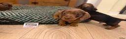 Dachshund dogs for sale: One dapple chocolate dachshund boy available  - Advert 2