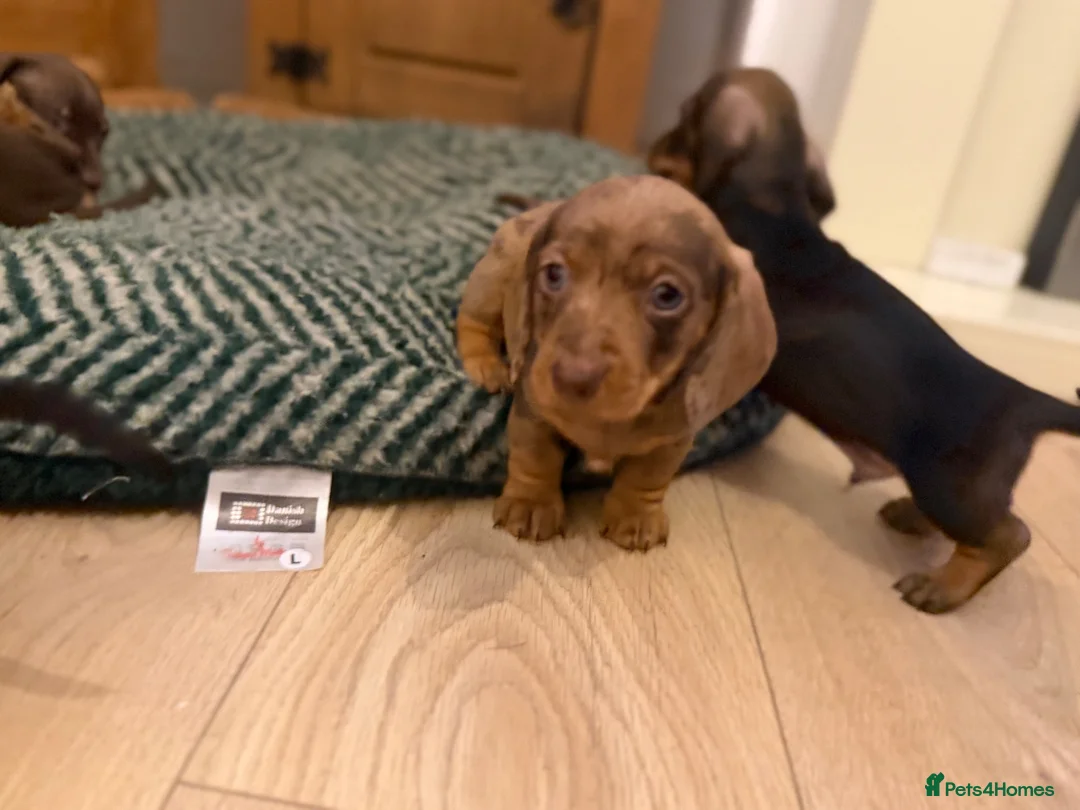 Dachshund dogs for sale: One dapple chocolate dachshund boy available  - Advert 2