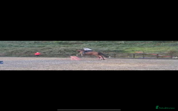 Irish Thoroughbred horses for sale: Arch captain  - Image 2