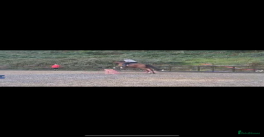 Irish Thoroughbred horses - Advert 4