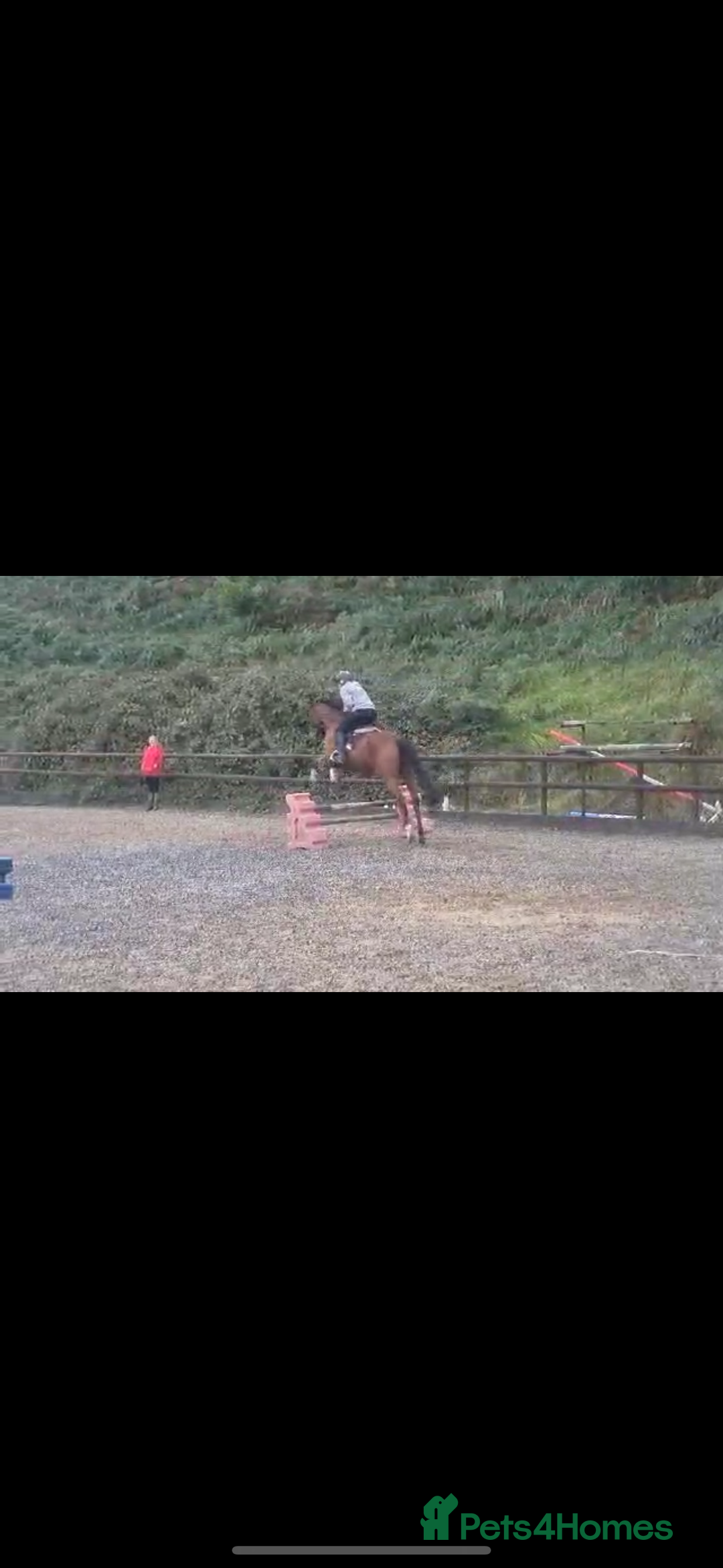 Irish Thoroughbred horses for sale: Arch captain  - Image 2