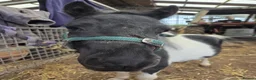 Shetland pony horses for sale: Piebald Minature shetland colt  - Advert 3