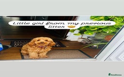 Cockapoo dogs for sale: FOX RED COCKAPOOS ⭐️⭐️ - Image 18
