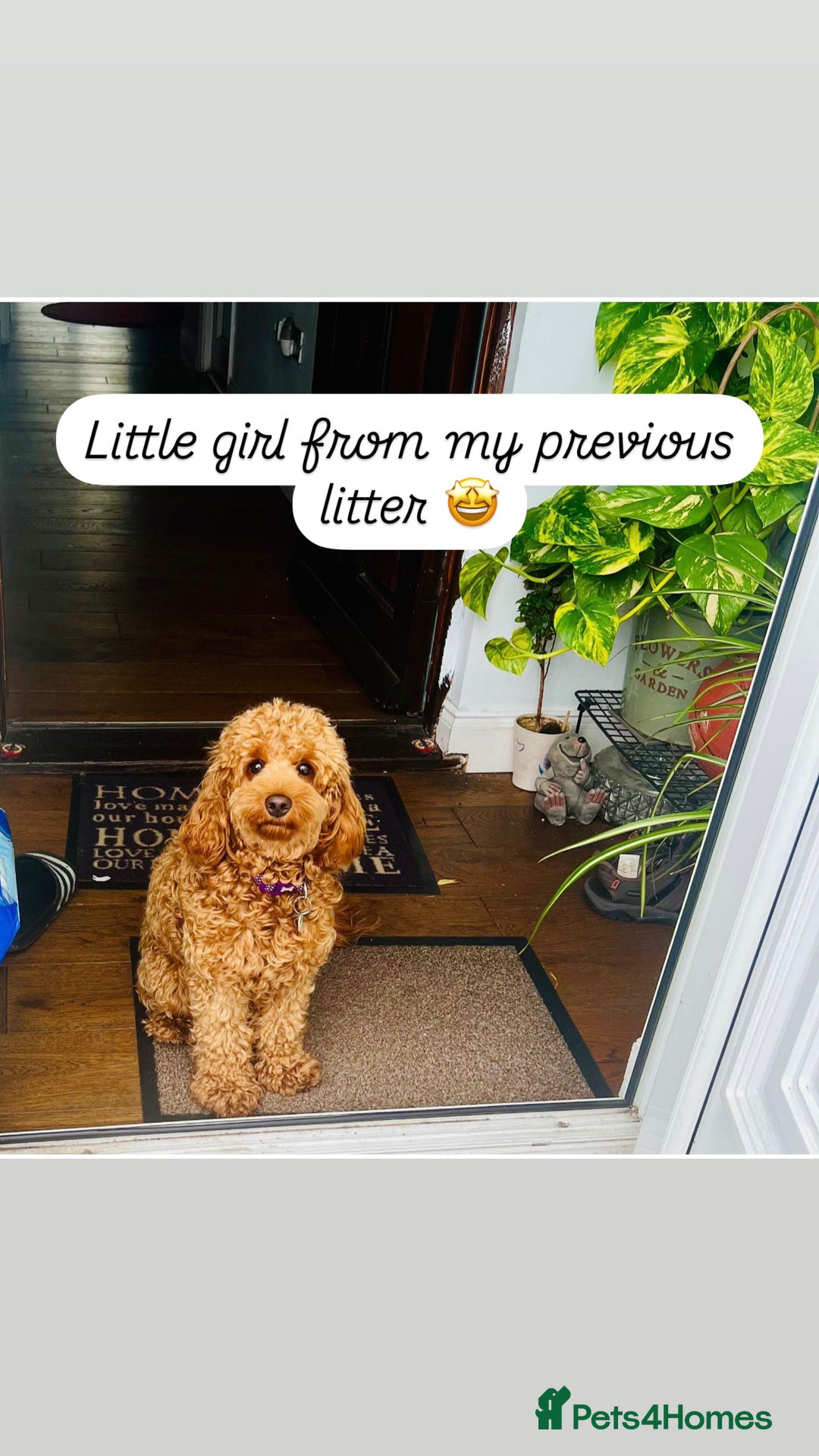 Cockapoo dogs for sale: FOX RED COCKAPOOS ⭐️⭐️ - Image 18