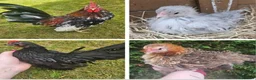 Chickens poultry for sale: 6 serama hatching eggs tiny chickens 🐔  - Advert 1