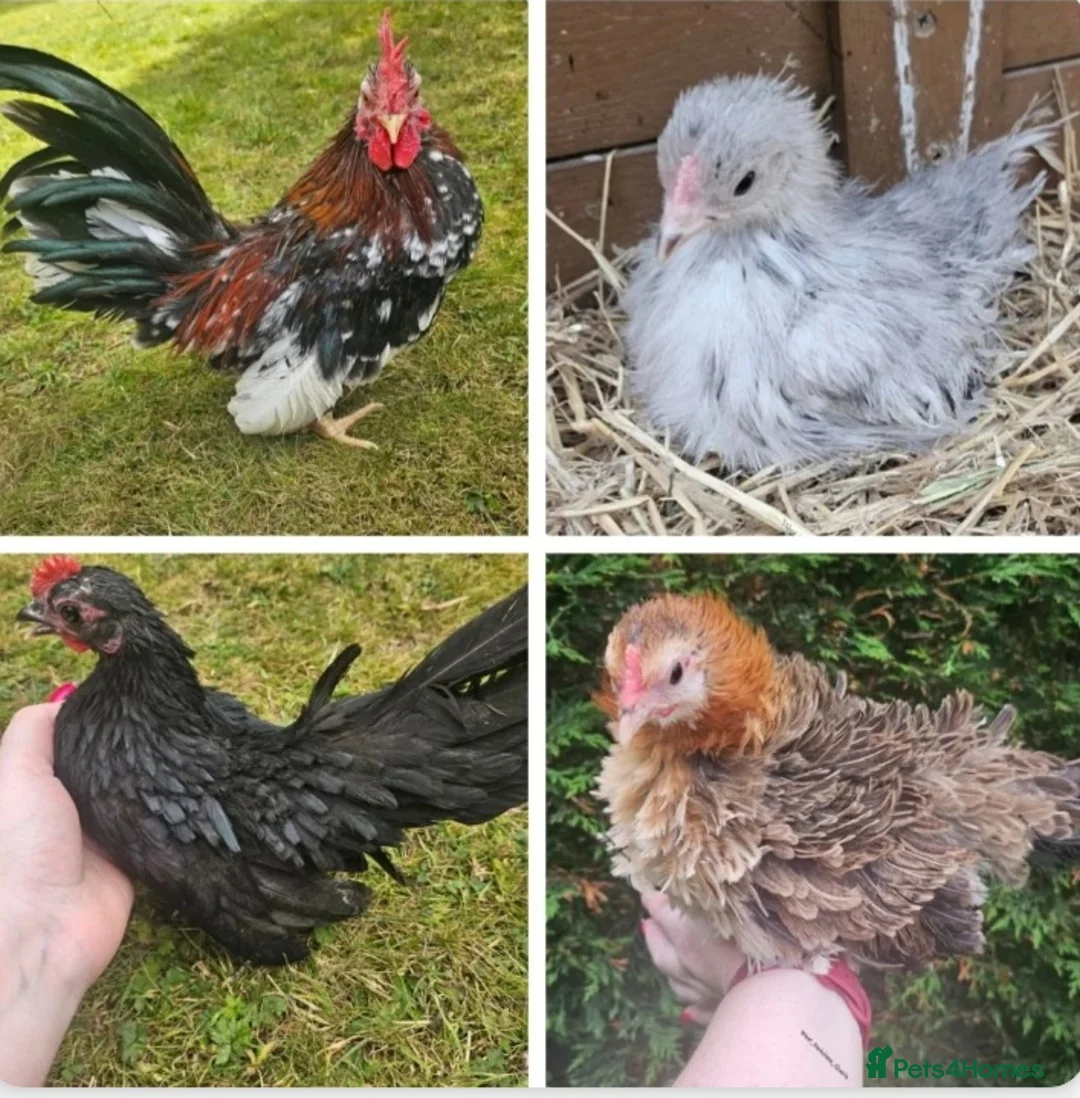Chickens poultry for sale: 6 serama hatching eggs tiny chickens 🐔  - Advert 1