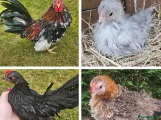 Chickens poultry 6 serama hatching eggs tiny chickens 🐔 - Advert 1