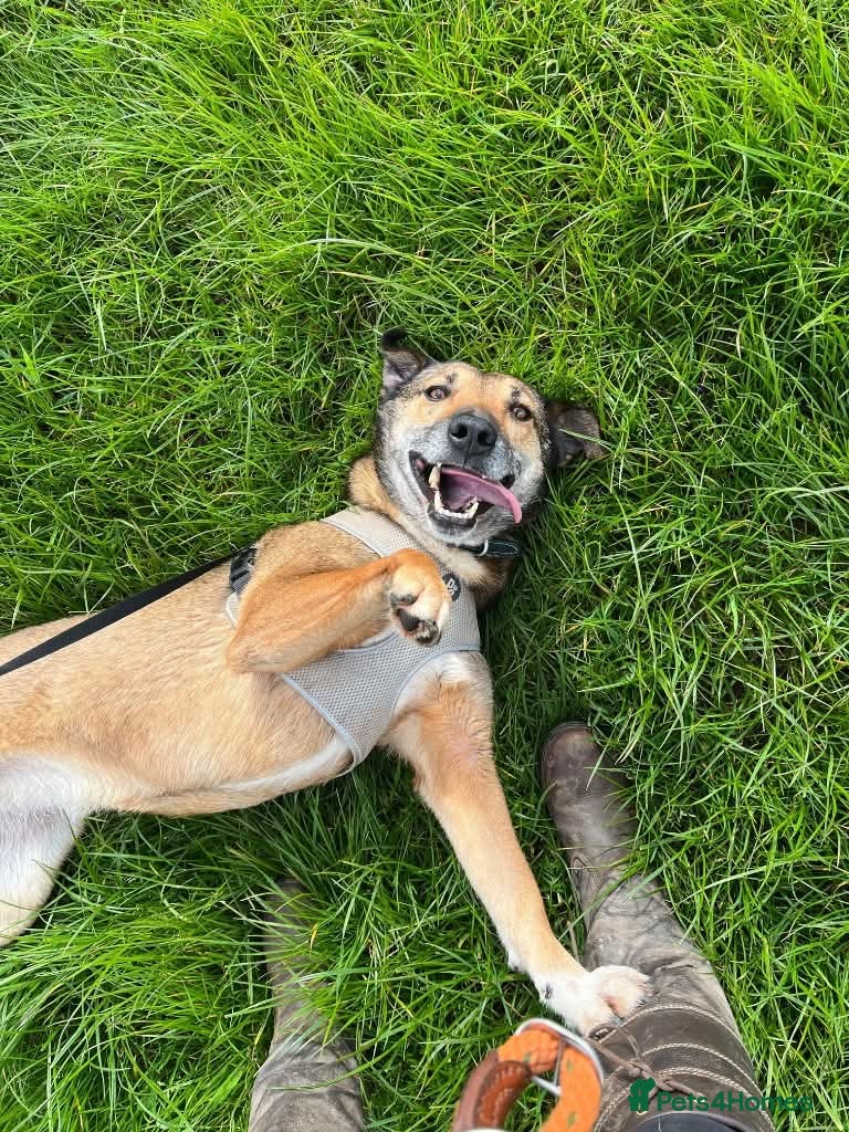 Meet Faith, currently residing in Cheshire — Mixed Breed