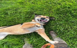 Mixed Breed dogs for adoption: Meet Faith, currently residing in Cheshire  in Nantwich - Image 14