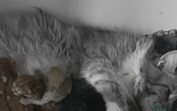 Maine Coon cats for sale: Kittens ready now - Image 7