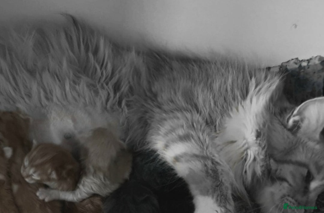 Maine Coon cats for sale: Kittens ready now - Image 7