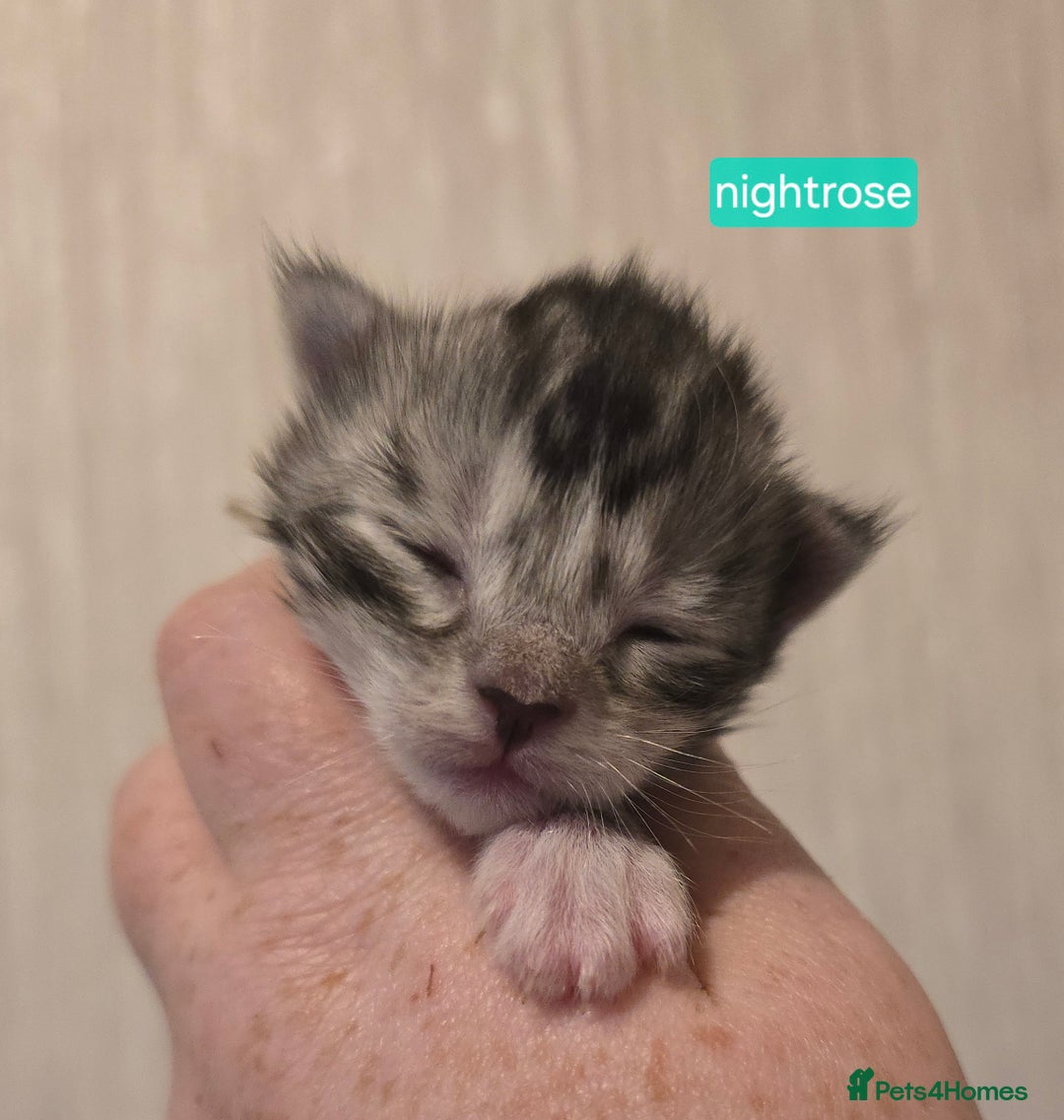 Maine Coon cats for sale: Maine Coon Kittens Silver Imported Shaded Lines - Image 35