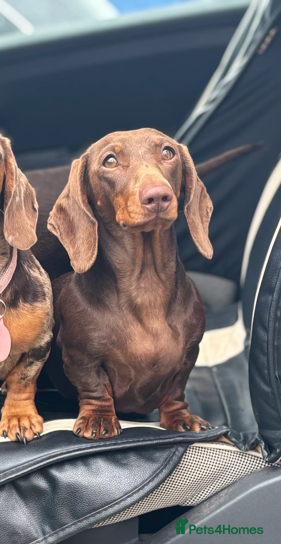 Miniature Dachshund dogs for sale: Quality KC Registered Miniature Dachshund Litter - Advert 3