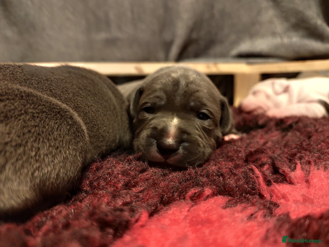 Staffordshire Bull Terrier dogs for sale: Staffordshire bull terrier puppies  - Advert 9