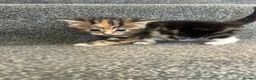 Mixed Breed cats for sale: Beautiful kittens for sale  - Advert 3