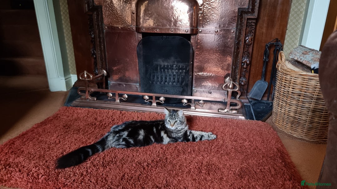 Maine Coon cats for sale: Maincoon cross domestic long hair, 11 months old - Image 7