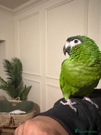 Macaws birds - Advert 16