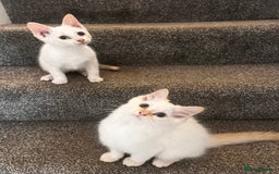 Domestic Shorthair cats for sale: ONE BOY & ONE GIRL LEFT - Image 2