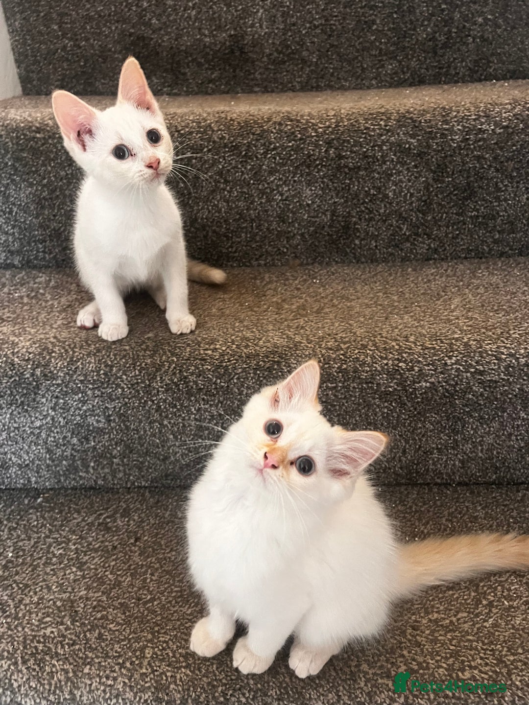 Domestic Shorthair cats for sale: ONE BOY & ONE GIRL LEFT - Image 2