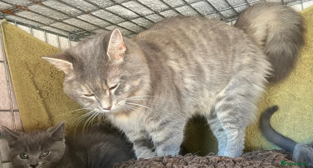 Mixed Breed cats for sale: Must stay together. Two hand reared orphan kittens - Advert 1