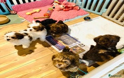 Mixed Breed dogs for sale: 🌟BUNDLES OF JOY 🐶 SUPER CUTE MALSHIPOO PUPS - Image 1