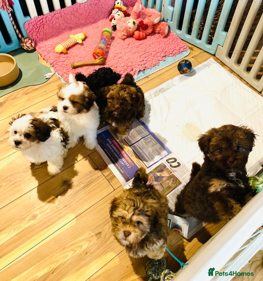 Mixed Breed dogs for sale: 🌟BUNDLES OF JOY 🐶 SUPER CUTE MALSHIPOO PUPS - Image 1