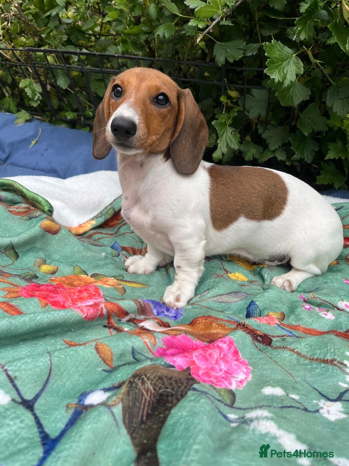 Miniature Dachshund dogs Beautiful Pedigree Miniature Dachshunds - Advert 2