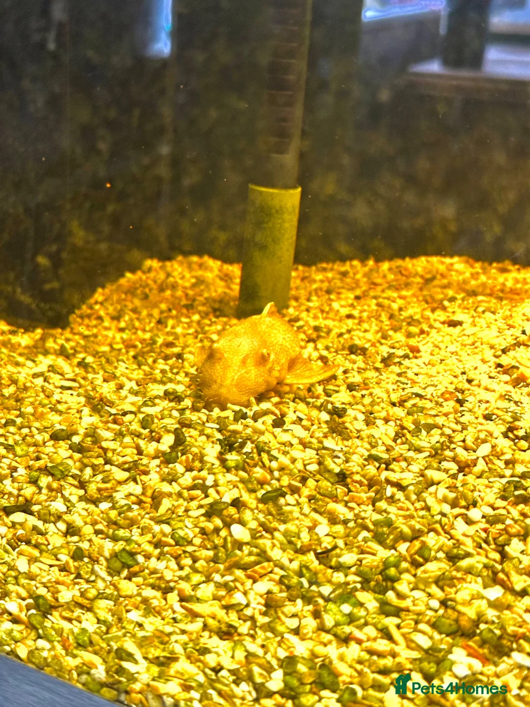 Cichlids fish for sale: Cichlid fish and tank  in Waterlooville - Advert 5
