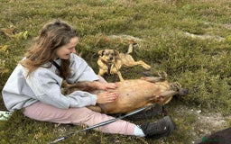 Mixed Breed dogs for adoption: Ava. Norwich Norfolk  - Image 18