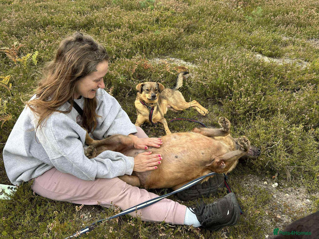 Mixed Breed dogs for adoption: Ava. Norwich Norfolk  - Image 18