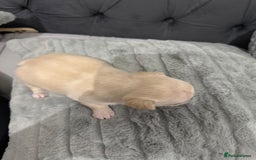 Chihuahua dogs for sale: Puppies chihuahuas 1 boy and 2 little princesses  - Image 34