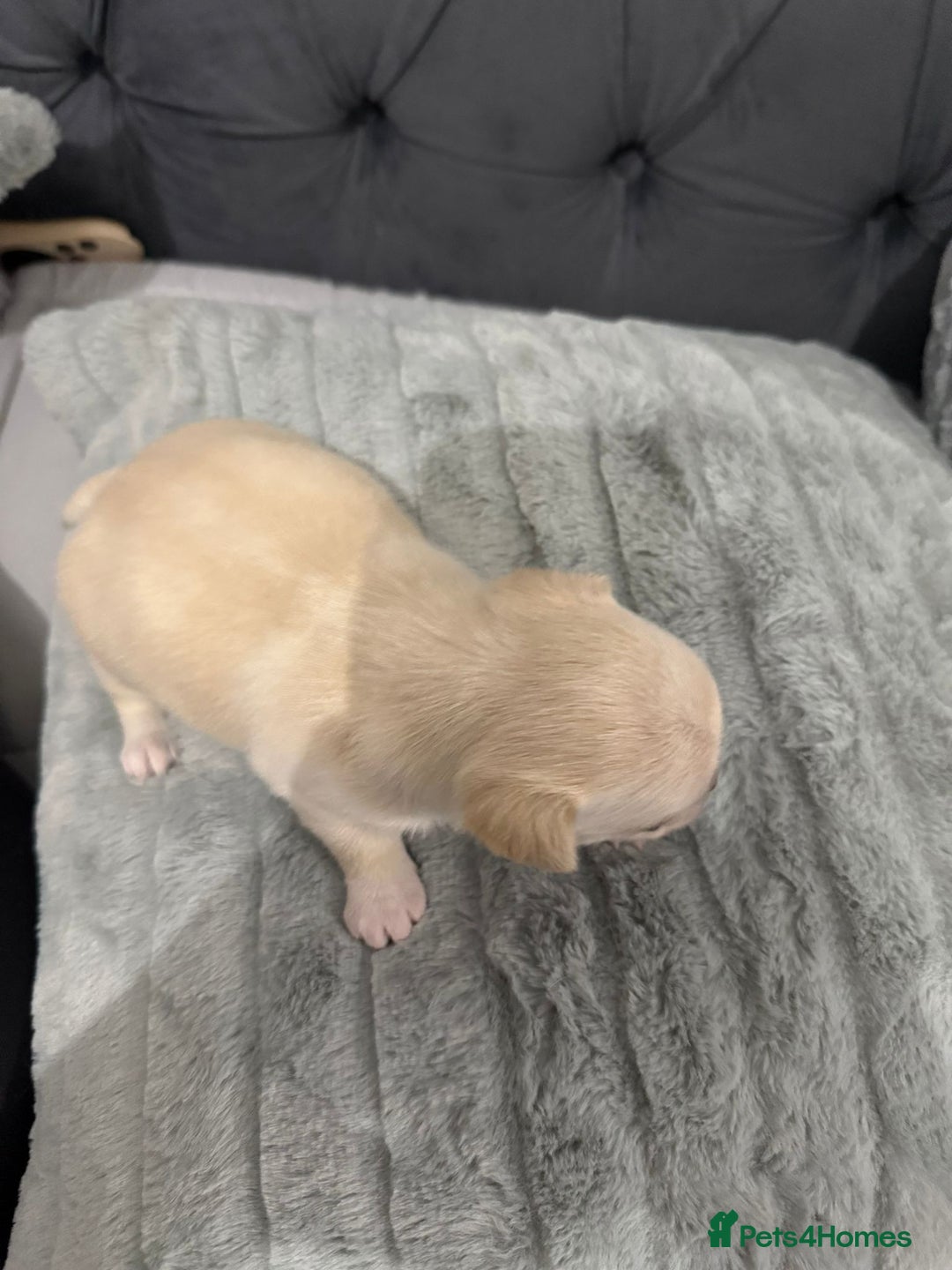 Chihuahua dogs for sale: Puppies chihuahuas 1 boy and 2 little princesses  - Image 34