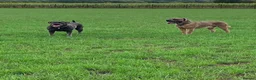 Cane Corso dogs for sale: Male and female cane corso  in Stafford - Advert 5