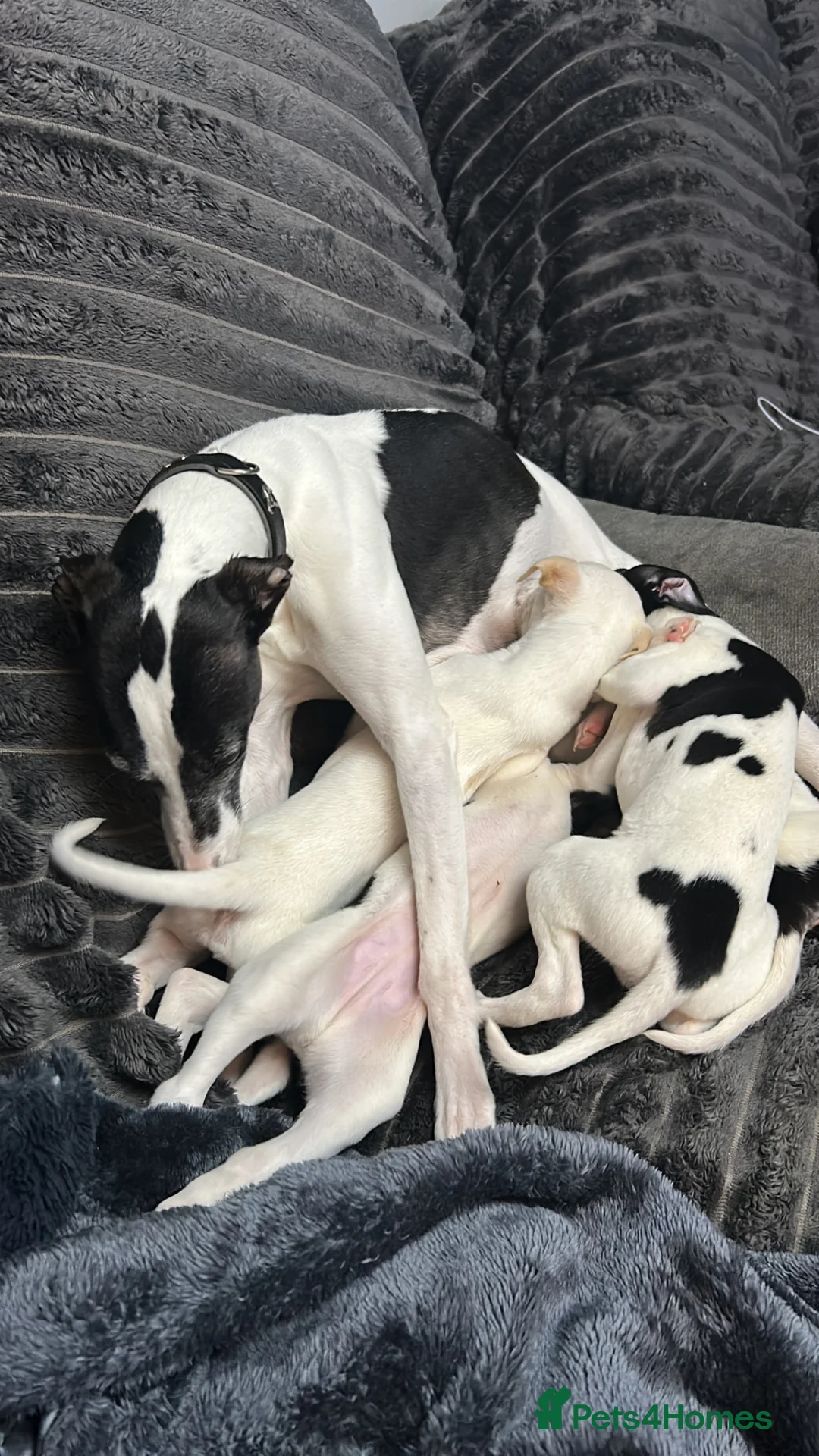 Whippet dogs for sale: Beautiful KC registered girl ready to go - Advert 2