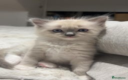 Ragdoll cats for sale: Ragdoll kittens - Image 3