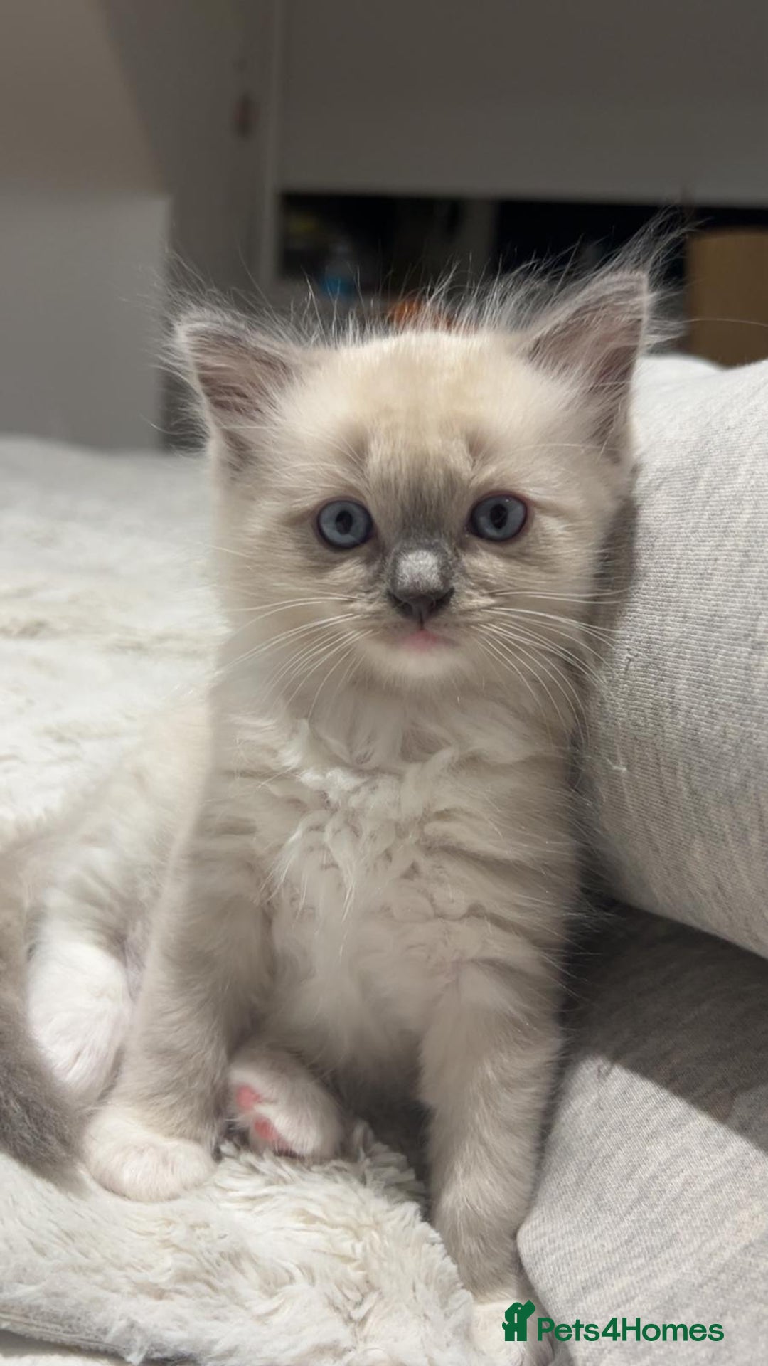 Ragdoll cats for sale: Ragdoll kittens - Image 3
