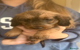 Dachshund dogs for sale: Stunning miniature wire dachshunds  - Image 2