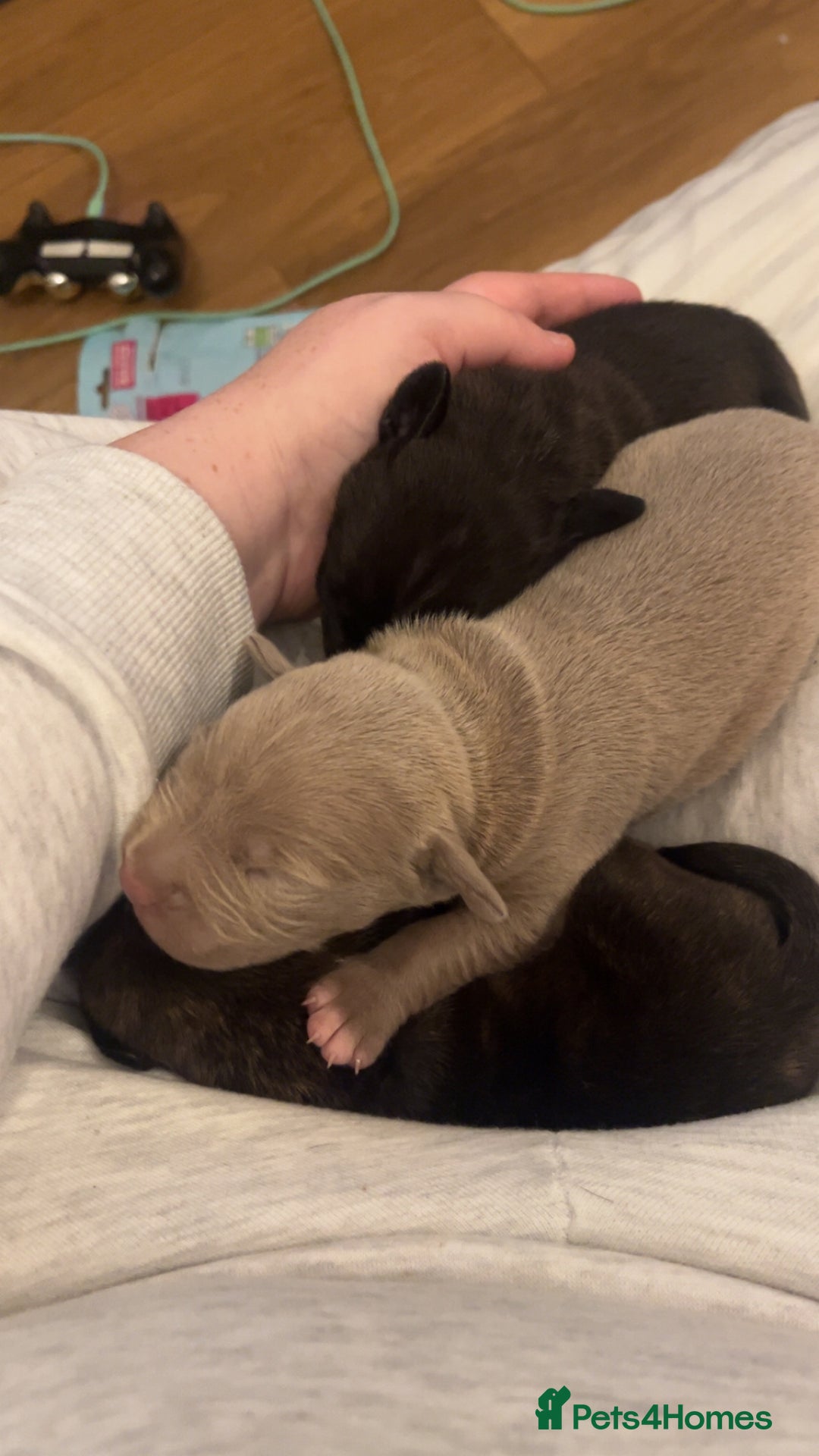 Mixed Breed dogs for sale: Cane corso x staff - Image 2