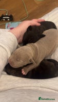 Mixed Breed dogs - Advert 2