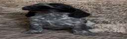 Cocker Spaniel dogs for sale: Gorgeous show type cocker spaniel puppies - Advert 22
