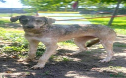 Mixed Breed dogs for adoption: 🐾 Grace – gentle Lurcher - heart full of grace 🐾 - Image 2