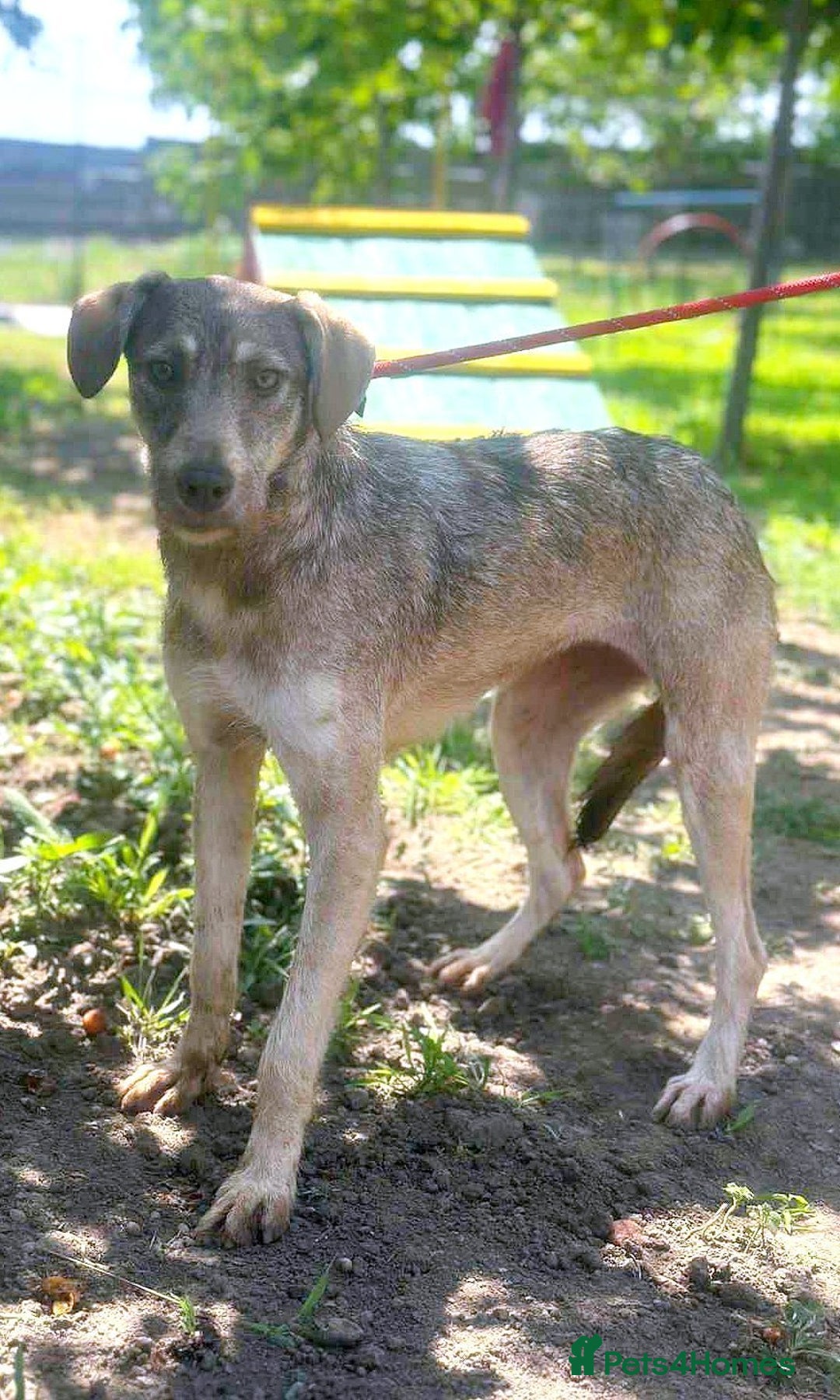 Mixed Breed dogs for adoption: 🐾 Grace – gentle Lurcher - heart full of grace 🐾 - Image 2