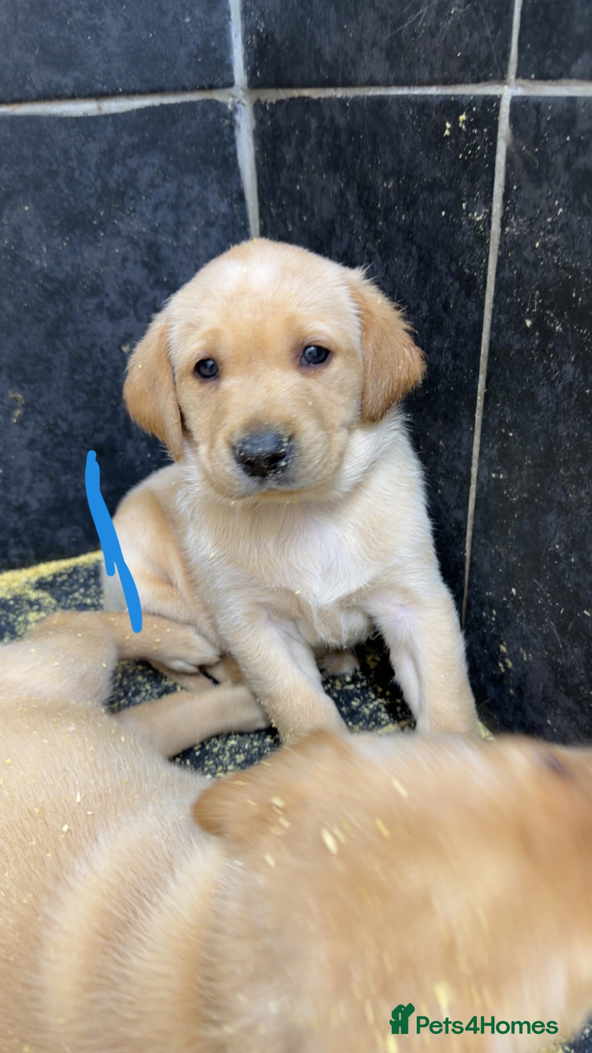 Labrador Retriever dogs Beautiful chunky yellow Labrador pups  - Advert 2