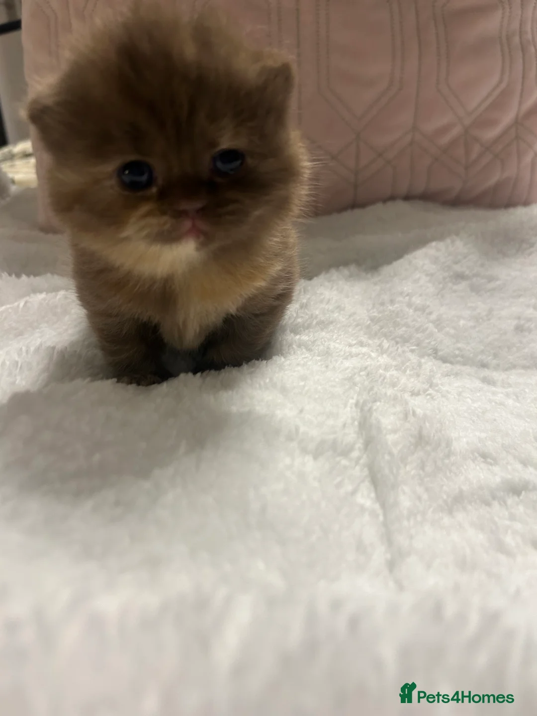 British Shorthair cats for sale: GCCF BRITISH SHORTHAIRS ALL RESERVED - Advert 12