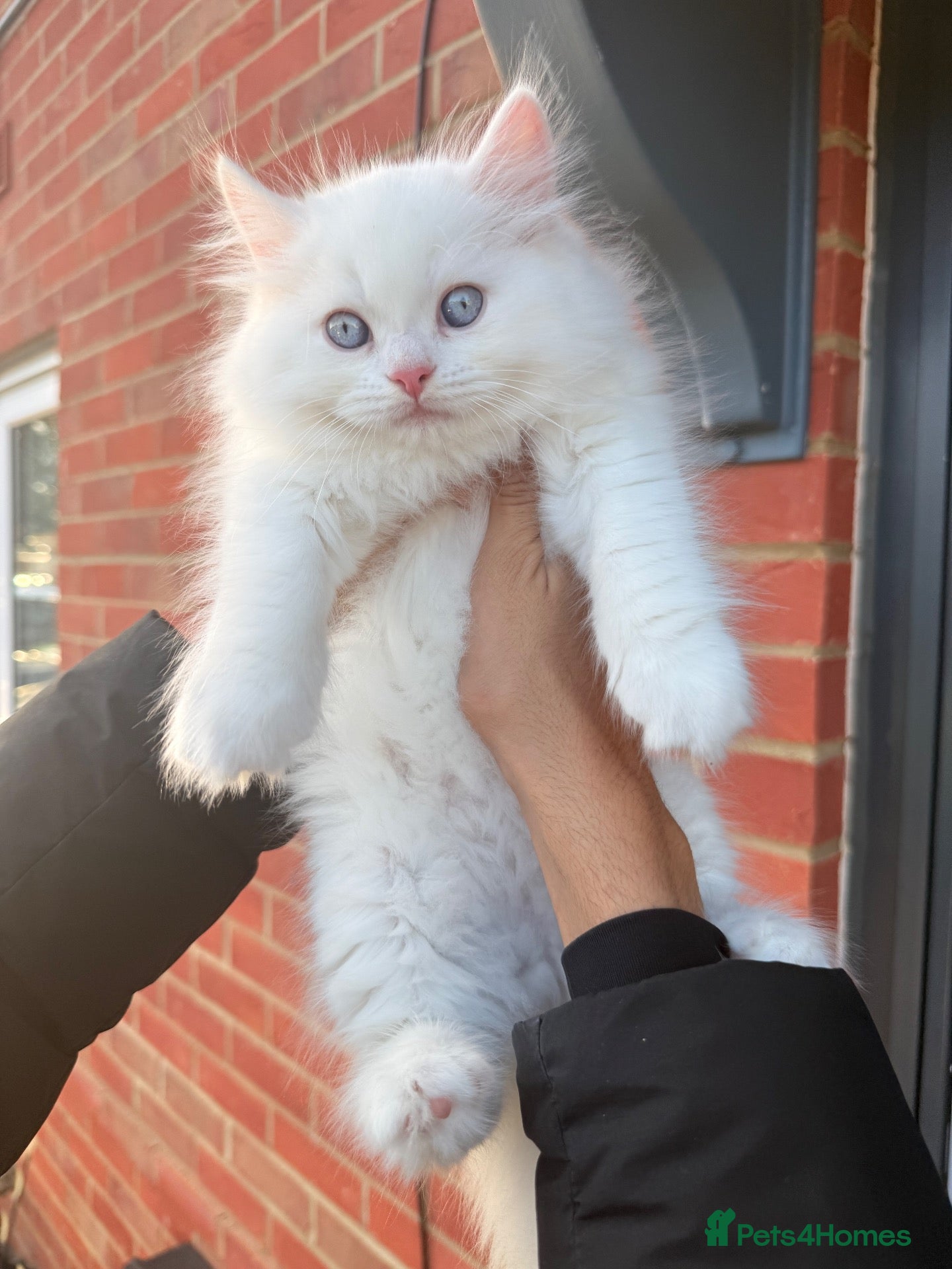 Maine Coon cats for sale: 🤍🩶Beautiful White Blue Eyed Persian very fluffy  - Advert 23